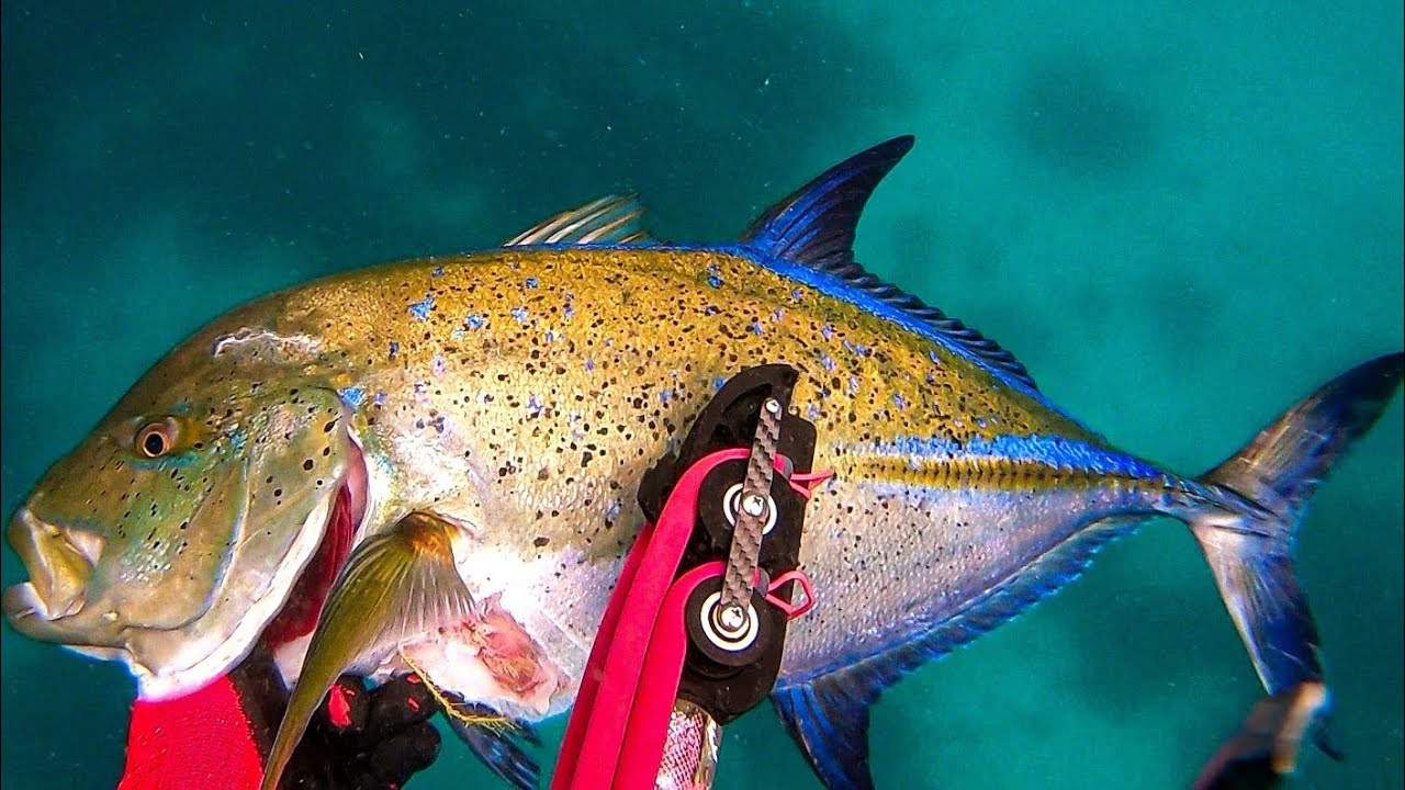 POWERFUL and LESS RECOIL! || MANNYSUB DOUBLE ROLLER STRIKES! SPEARFISHING PHILIPPINES!