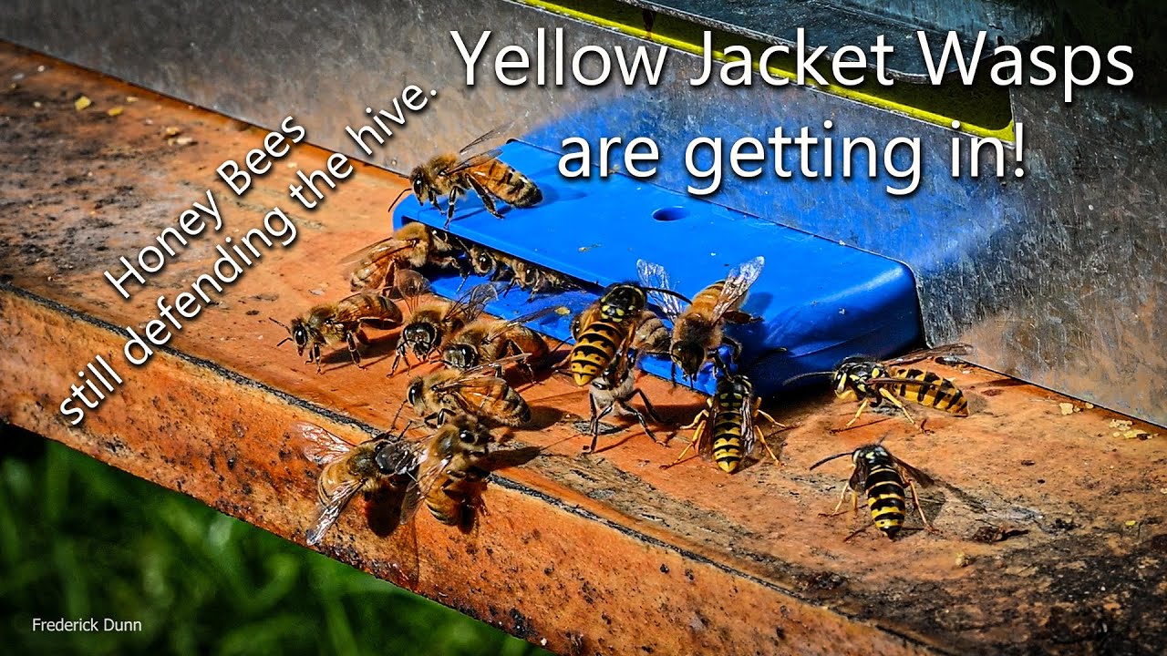 Yellow Jacket Wasps Attacking, Honey Bee Robbing Problem and Solution. Hive Gate bee hive entrance.