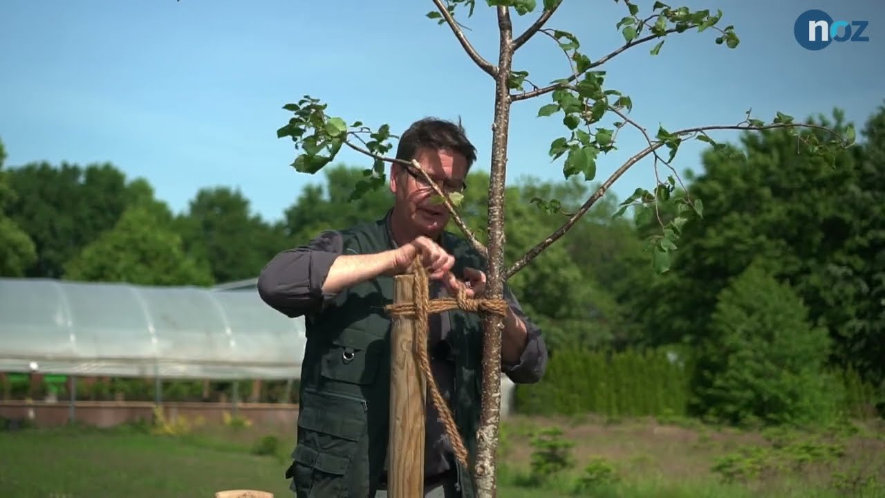 Einen Baum pflanzen: So geht es richtig