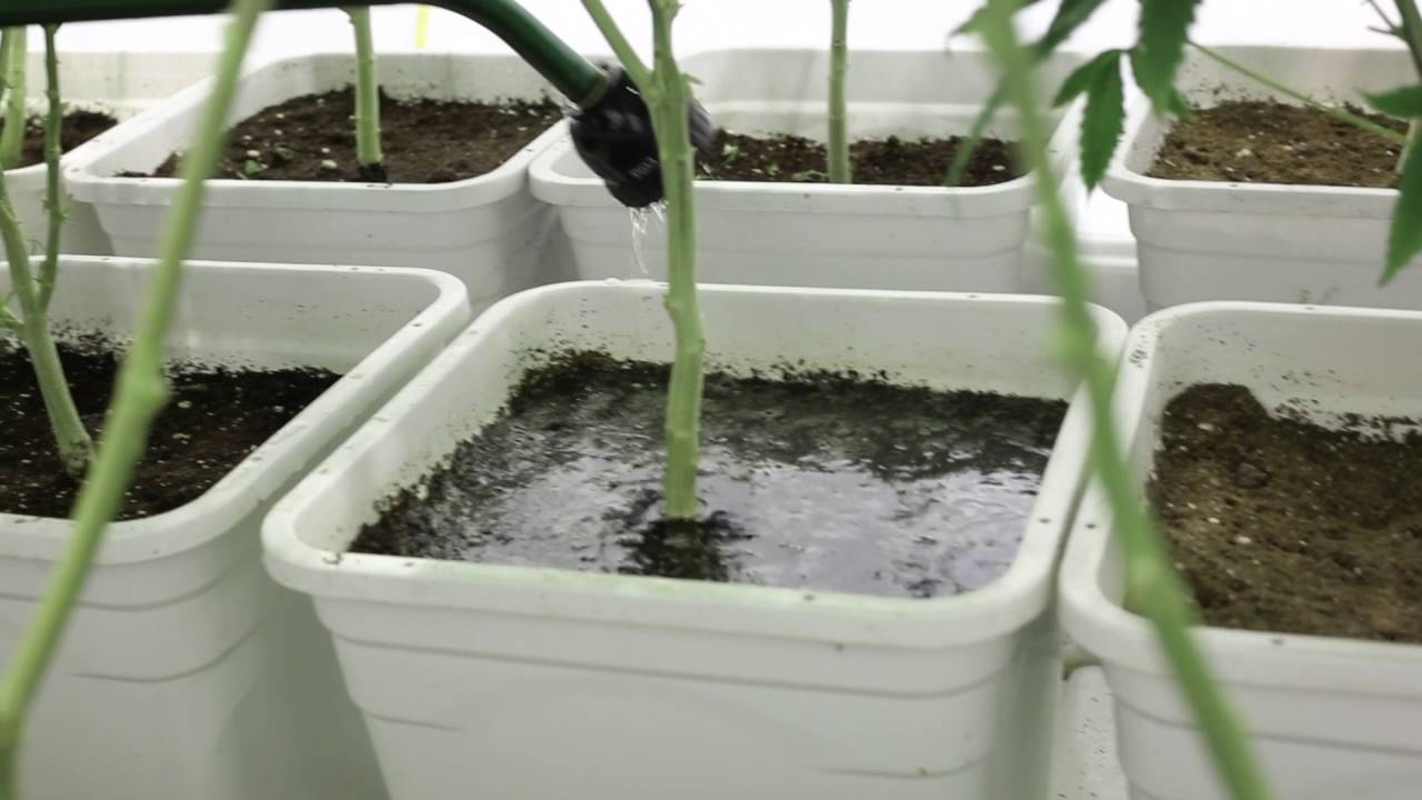 4k gavita medical marijuana grow - math with ommpgrower