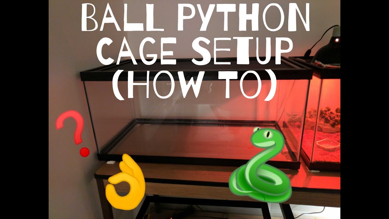 Ball Python Cage Setup 40 Gallon (How I Setup my Tanks)