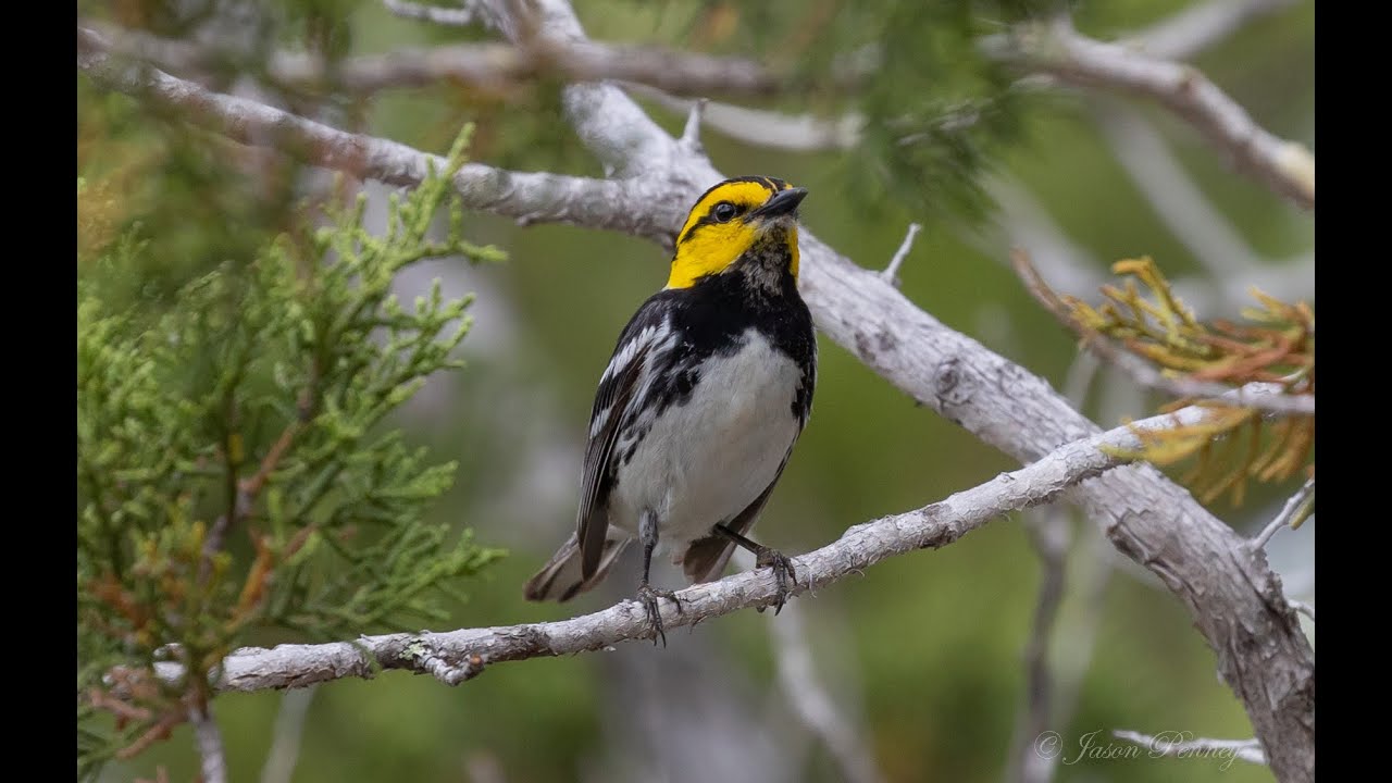 Golden Cheeked Warbler -Dendroica chrysoparia from Real County, TX 04-2023
