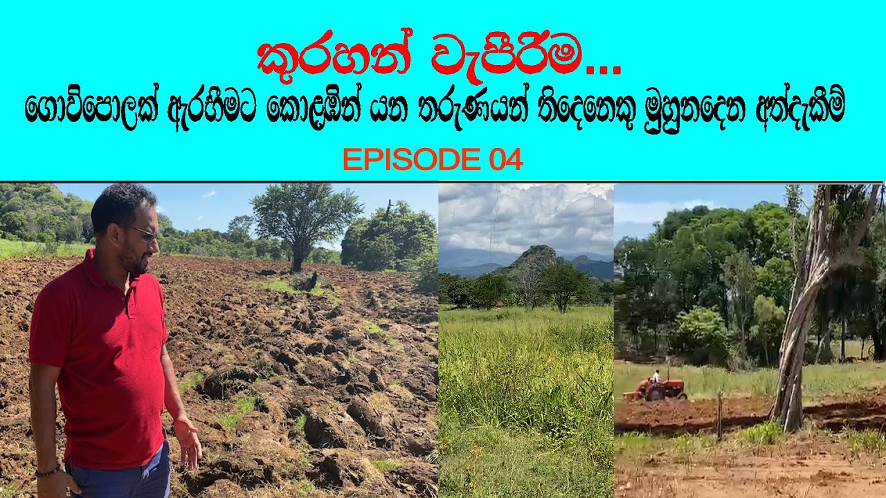 කුරහන් වැපිරීම