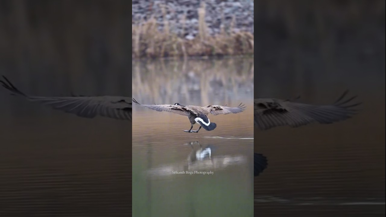 DUCK 🦆 SAFETLY LANDING ON SEA! ⛵