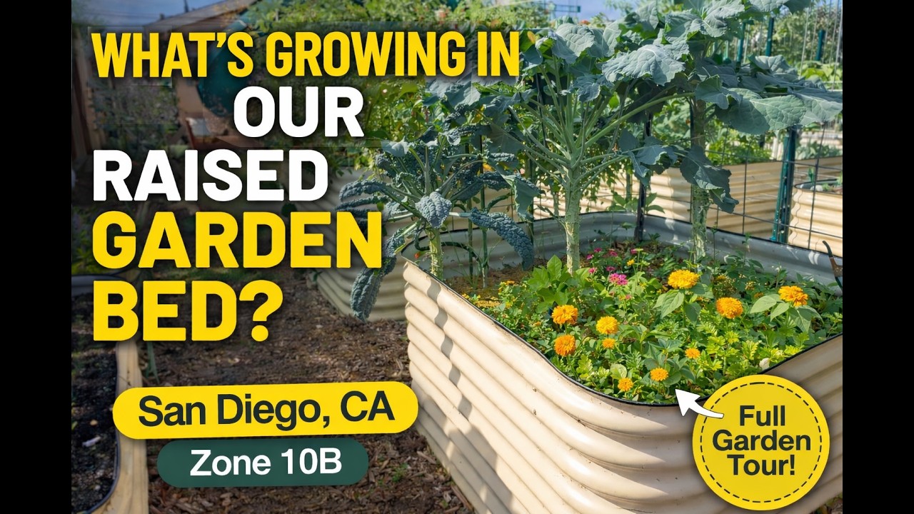 What’s Growing in Our Raised Garden Bed? (Vegetables, Flowers & Companion Planting)