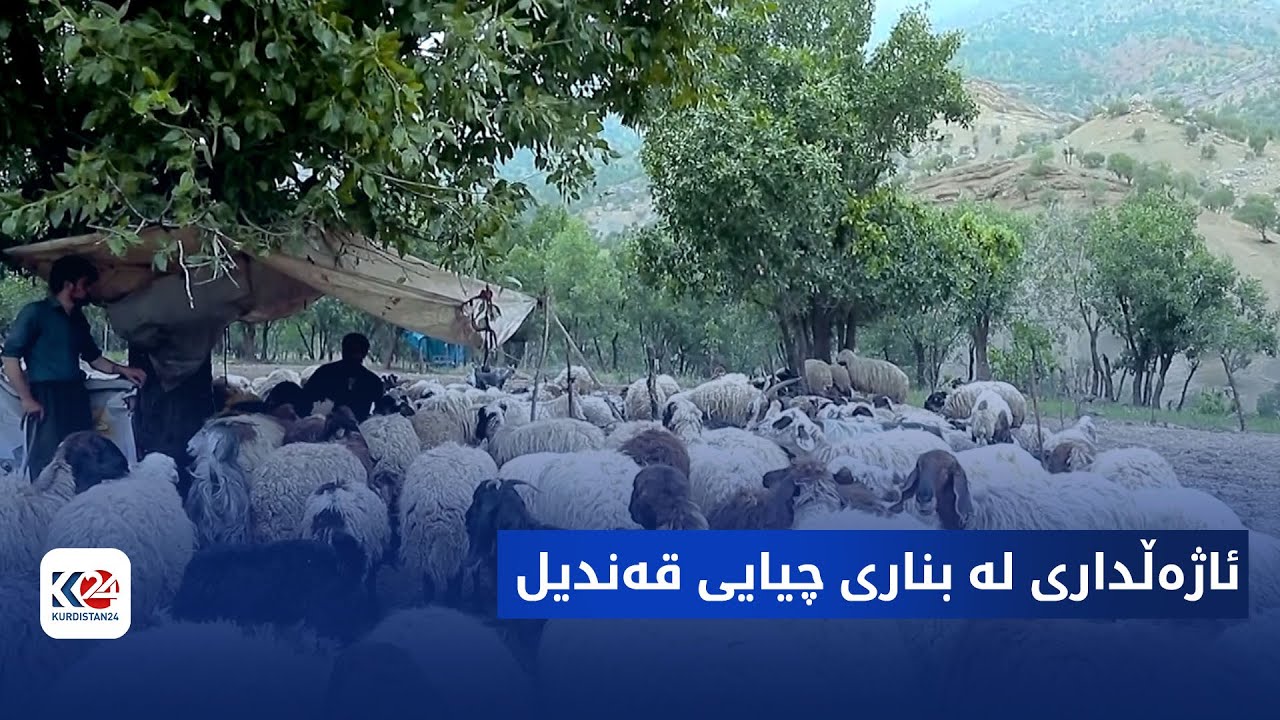 فیچەر | ئاژەڵداری لە بناری قەندیل