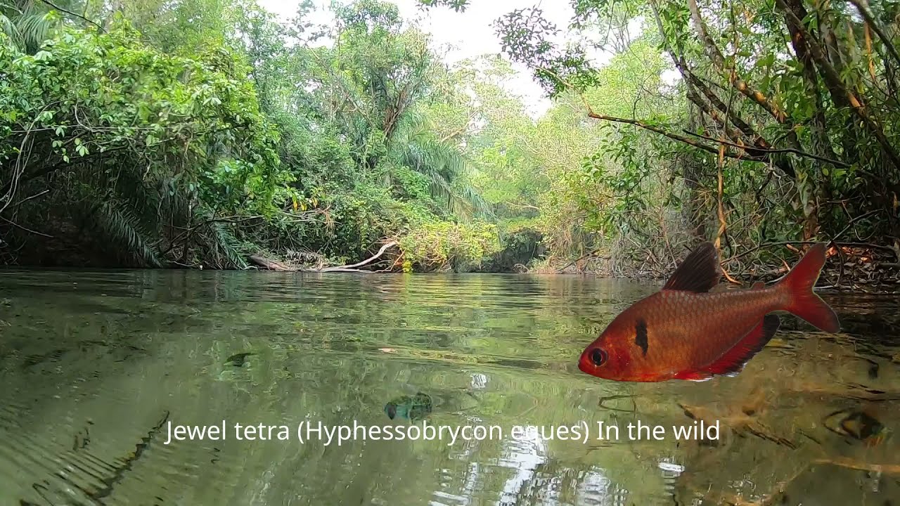 Jewel tetra in Crystal Clear river, Rio da Prata, Brazil.