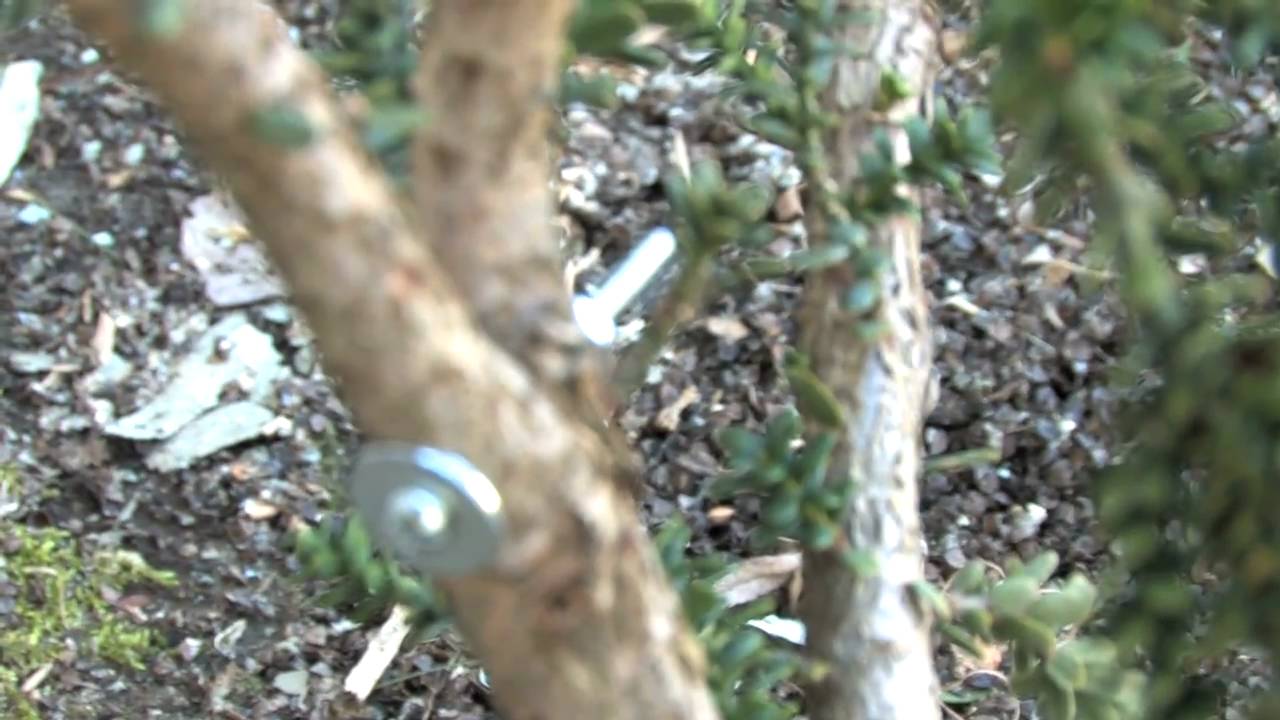 How to Repair Broken Branches