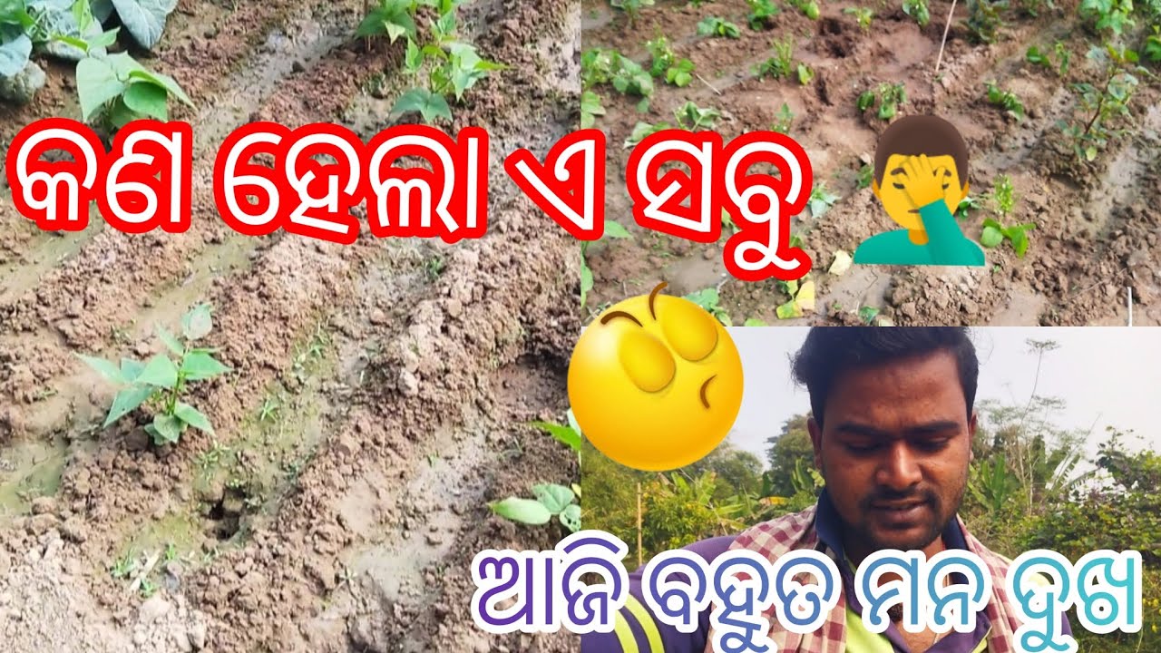 ଆଜି ମୋର ବହୁତ ମନ ଦୁଖ 😞ହାରି ଗଲି ଆଜ୍ଞା ହାରି ଗଲି 😔#viralvideo #sad #myfirstvlog 