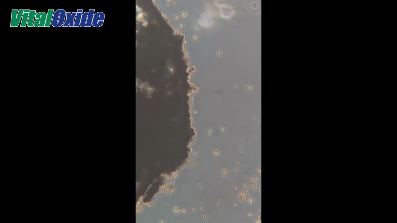 Vital Oxide Disinfectant vs Black Mold
