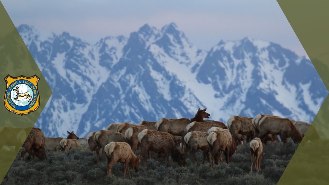 Wyoming Elk Migration