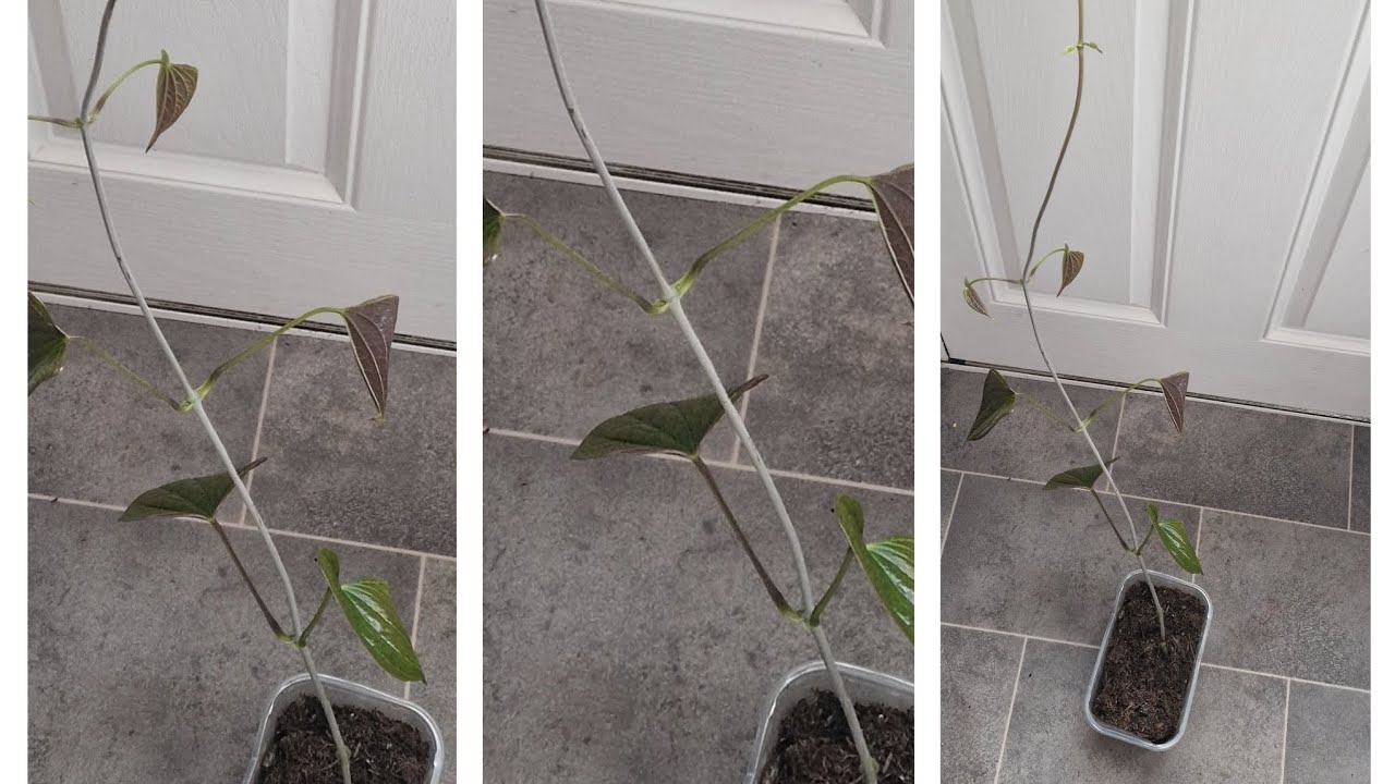 How to root and germinate  Yam(tail) Indoors (growing yam in the uk)