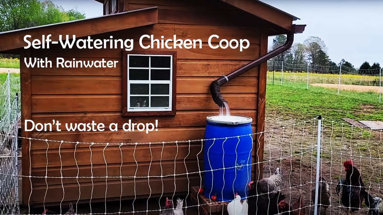 Self-Watering Chicken Coop with Rainwater