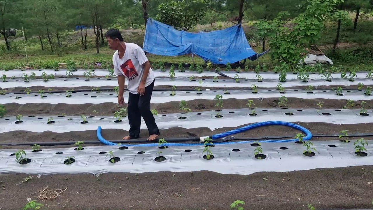 GENIUS FARMER USES MODERN IRRIGATION TO WATER CHILI PLANTS ON SANDY SOIL - Agriculture Gardening