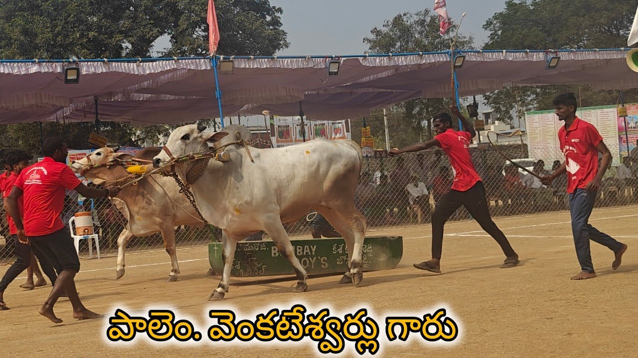 రెంటచింతల 4పళ్ళు 4వ వెంకటేశ్వర్లు బ్రమ్మట్లపాలెం గ్రామం NTR జిల్లా...