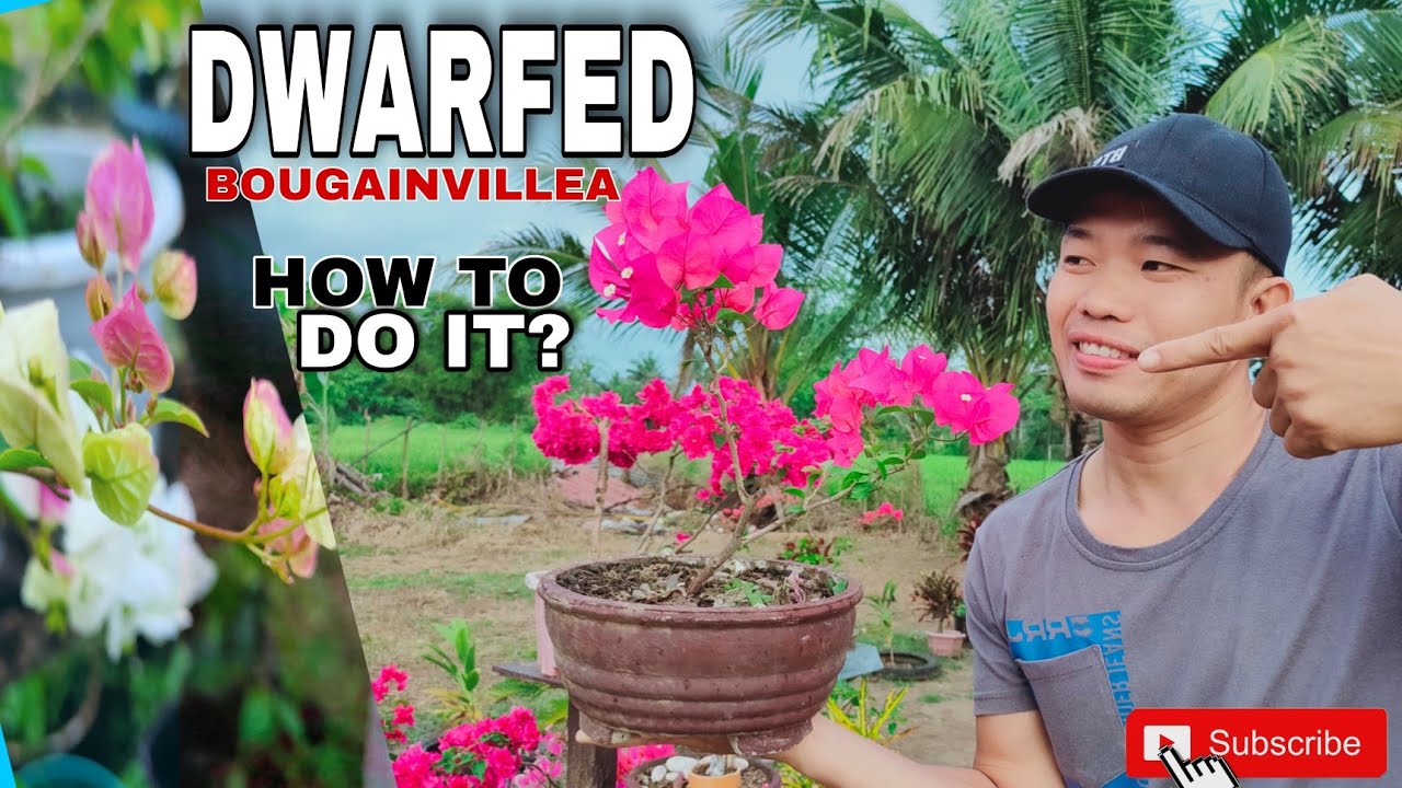 DWARFED BOUGAINVILLEA | Easy and Quicky Guide to Control Your Bougainvillea Height