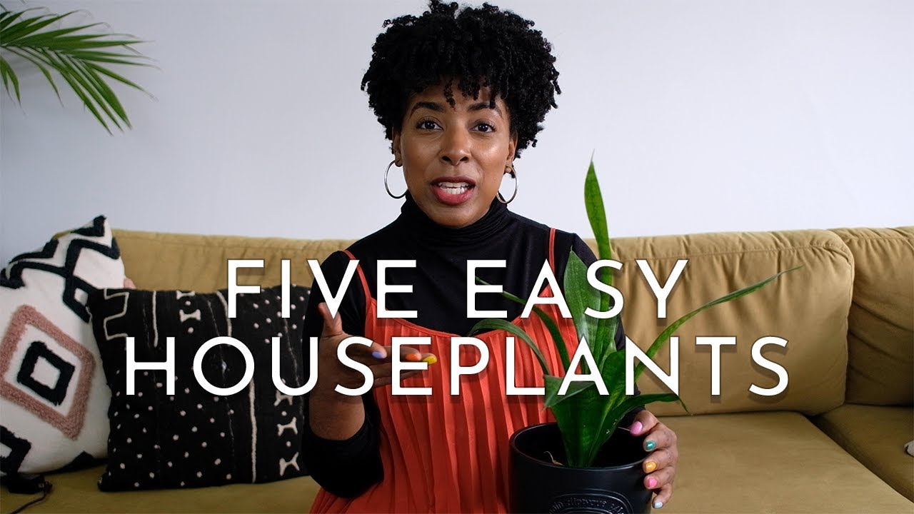 Top 5 Easy Houseplants for Beginners + Care Tips
