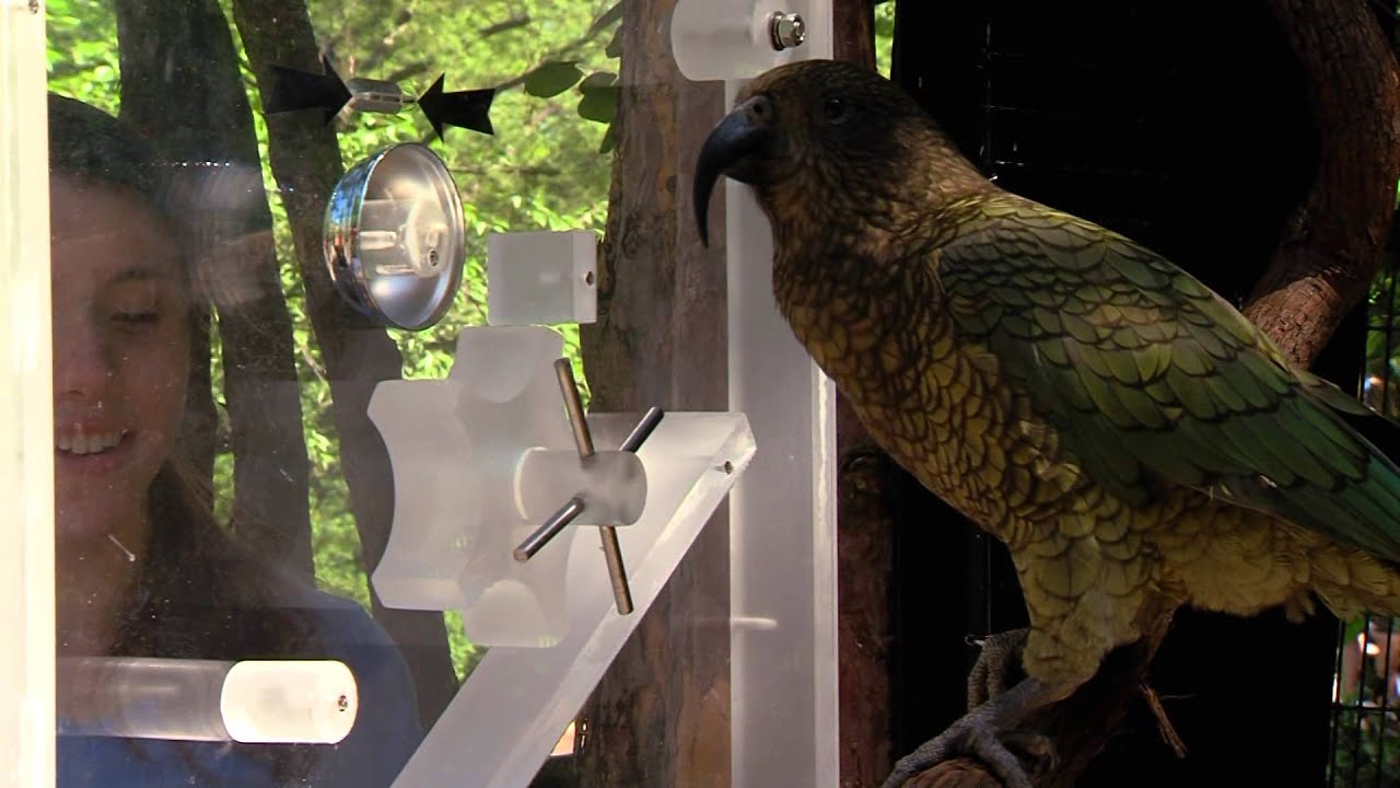 New Kea Parrot Exhibit - Cincinnati Zoo