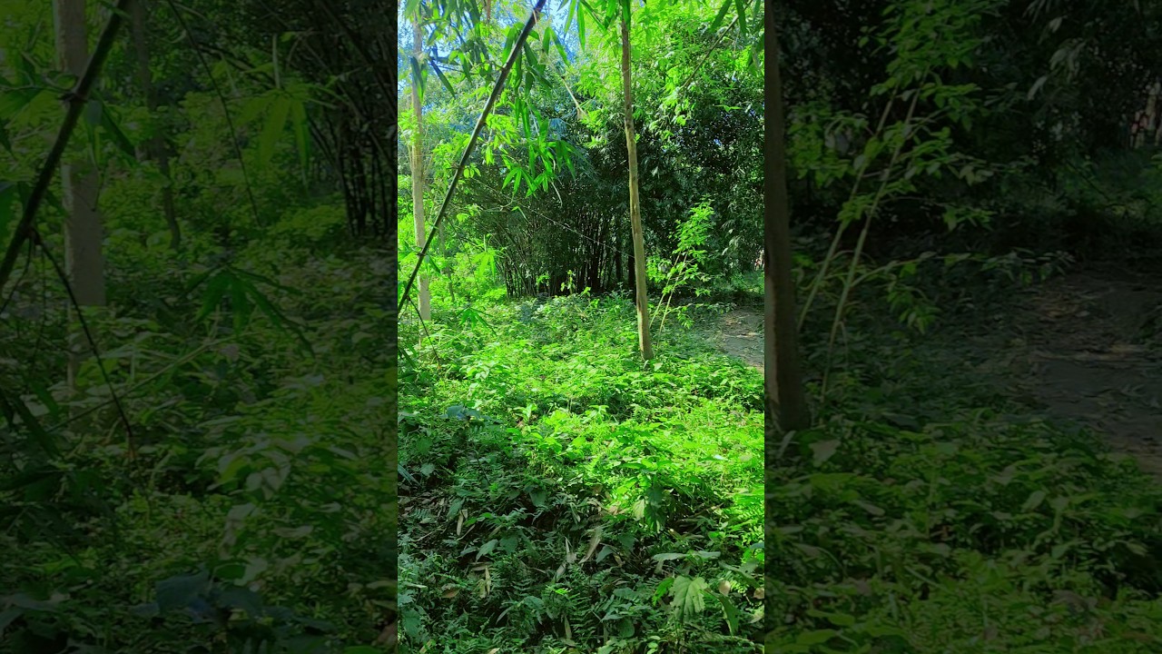 #wald