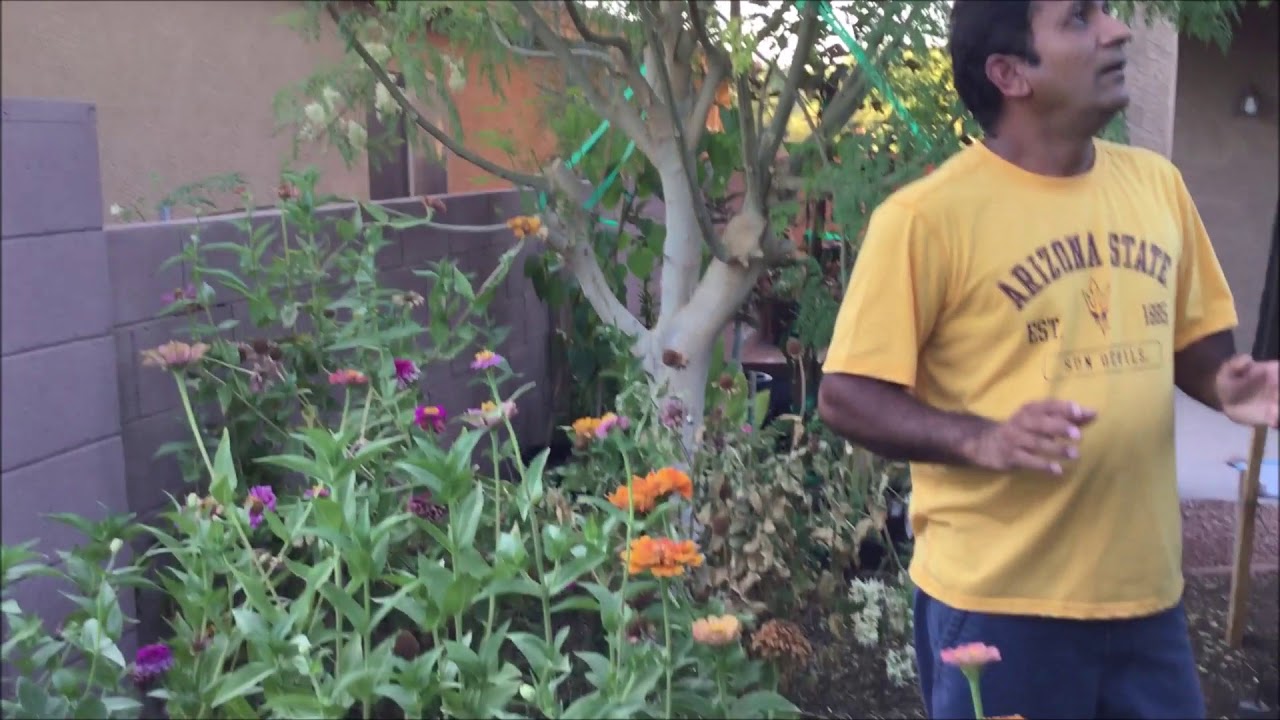Jamaican Cherry tree crazy growth in phoenix arizona