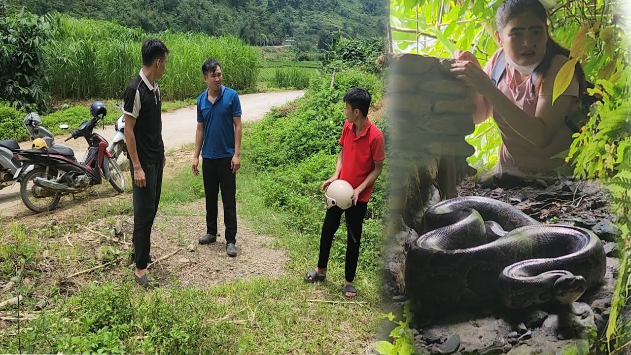 Discovered and chased by the police.    Ms. Huong escaped into the cave to meet a snake