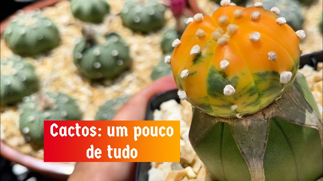 Um Pouco do Meu Cultivo no Mundo dos Cactos🌵