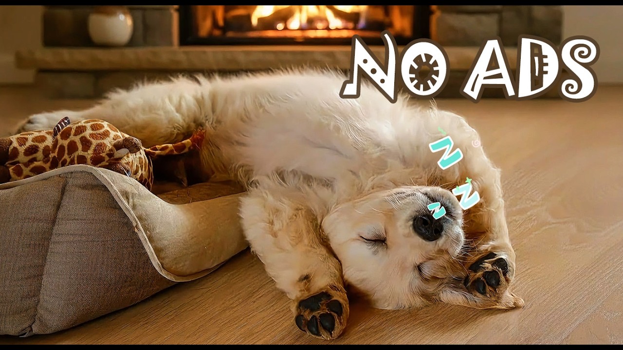 🌙 12 Hours Dog Calming Music Anxiety NO ADS 💤 Support for Noise-Sensitive Dogs