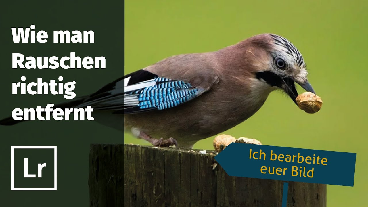 Ich bearbeite euer Bild: Ruth´s Eichelhäher - oder: wie man Rauschen richtig entfernt