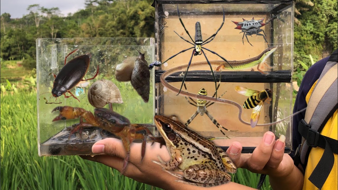 When the frog king is caught‼️catch crabs, snails, frogs, water beetles, grass lizards, spiders