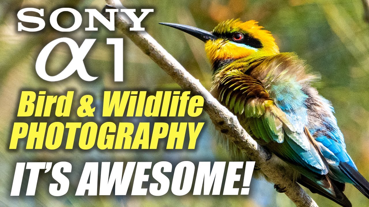 Фотосъемка птиц и дикой природы на Sony A1 | Это ПОТРЯСАЮЩЕ!