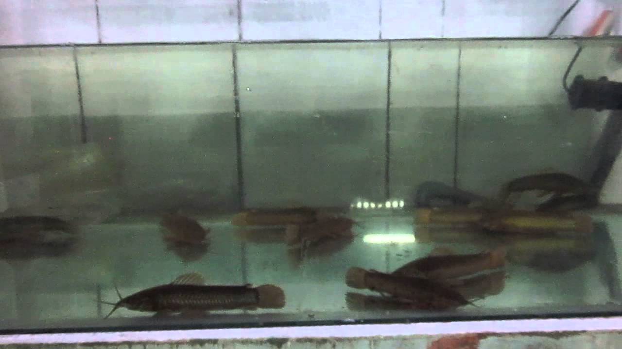 Acuario Selva Iquitos E I R L  RED PHORTOL