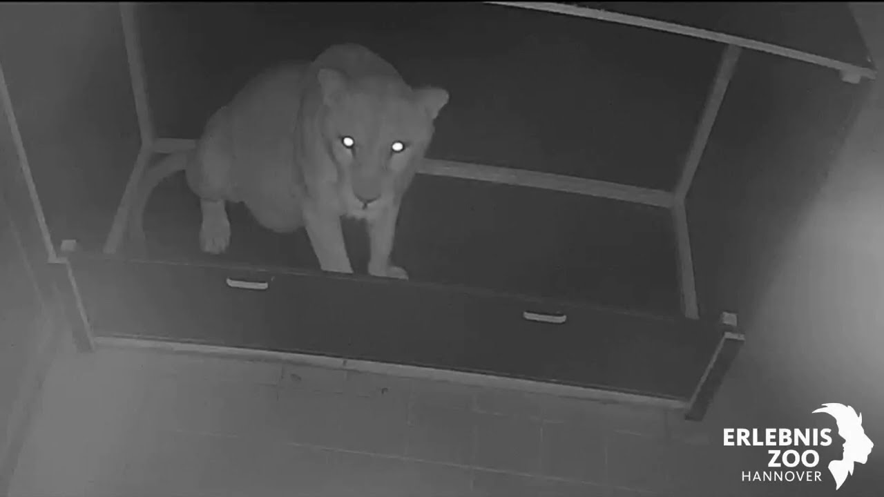 Besonderer Einblick: Geburt seltener Berberlöwen im Erlebnis-Zoo Hannover