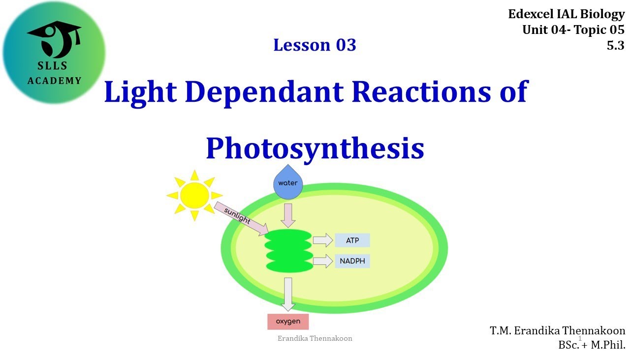 Light Dependant Reactions of Photosynthesis: Edexcel IAL Biology Unit 04