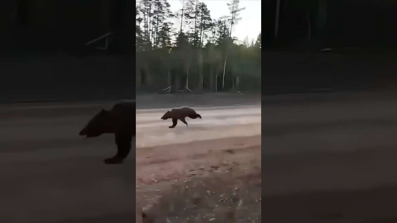 Grizzlies can RUN.. FAST 👀 #bear #survival #outdoors #wildlife #natureismetal #shtfsurvival #shtf