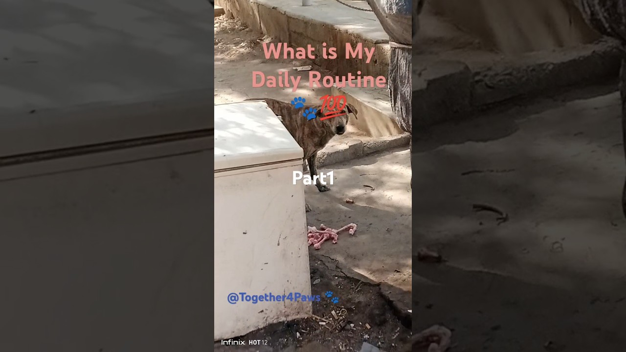 Daily Stray Feeding Routine 🫶🏿 | Crow, Eagles, Cats & Dogs Wait For Their Meal 💯🐾🫶🏿