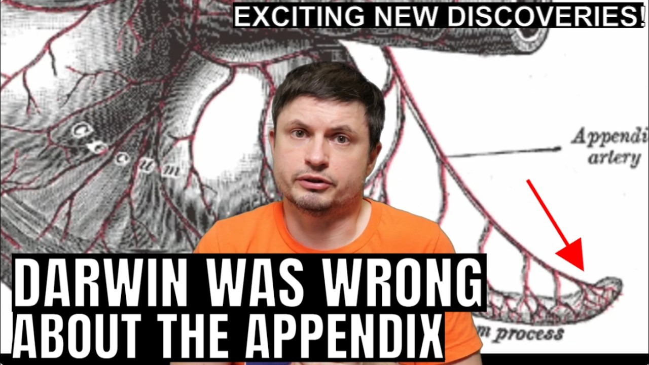 We Were Wrong About the Human Appendix For Over 150 Years