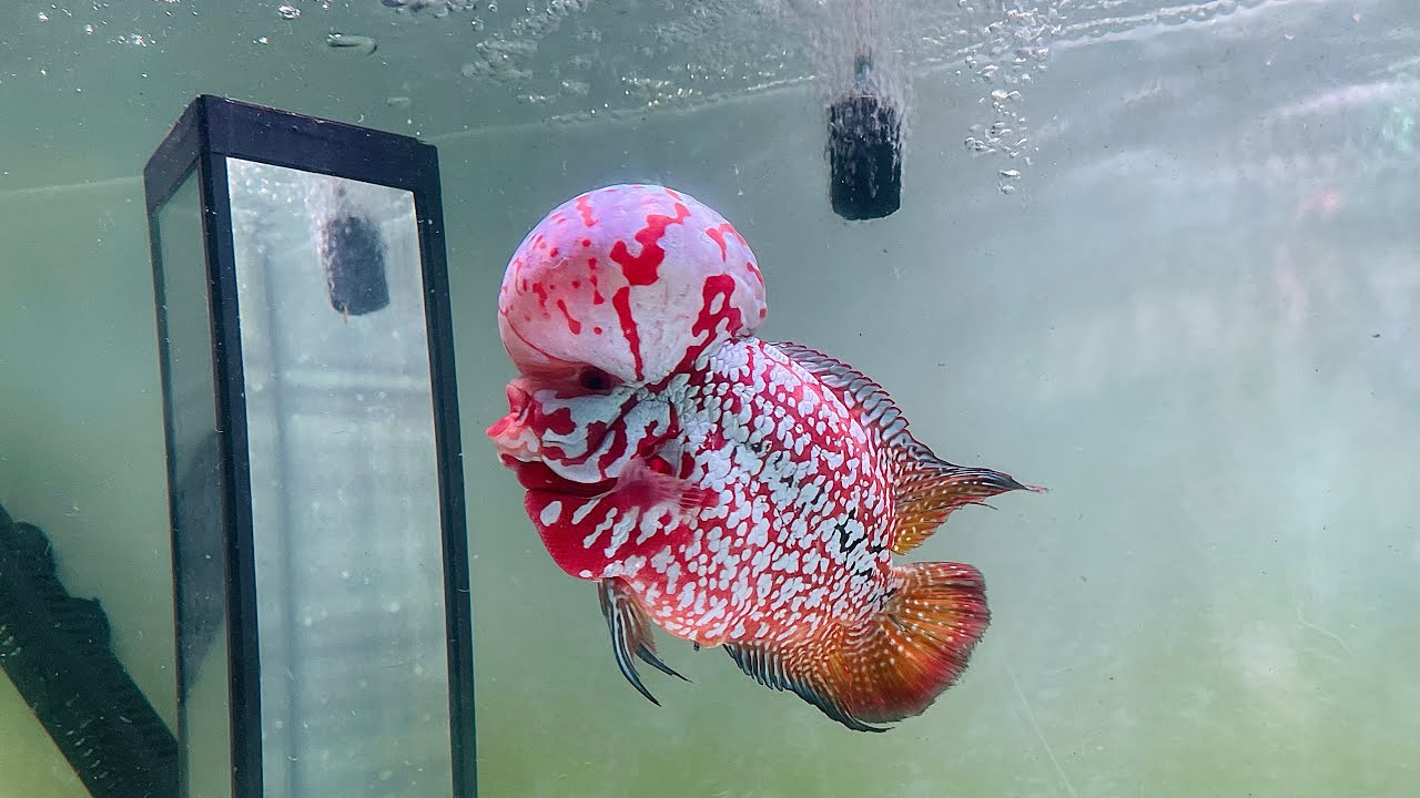 Dàn Kamfa Đầu Chồm Supper Vip| TOANKAMFA| SĐT 0344108746