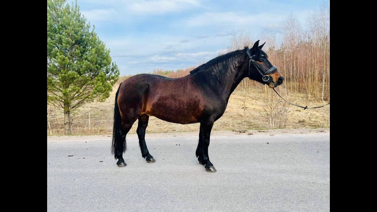 9yo Zemaitukas mare, 140 cm er