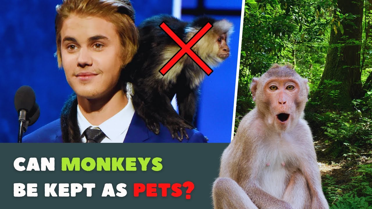 Can monkeys be kept as pets?  The Reality of Owning a Pet Monkey