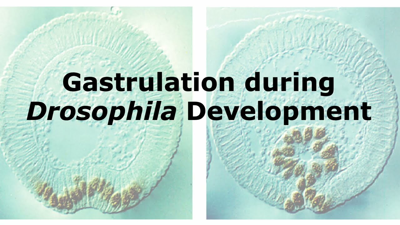 Gastrulation during Drosophila Development