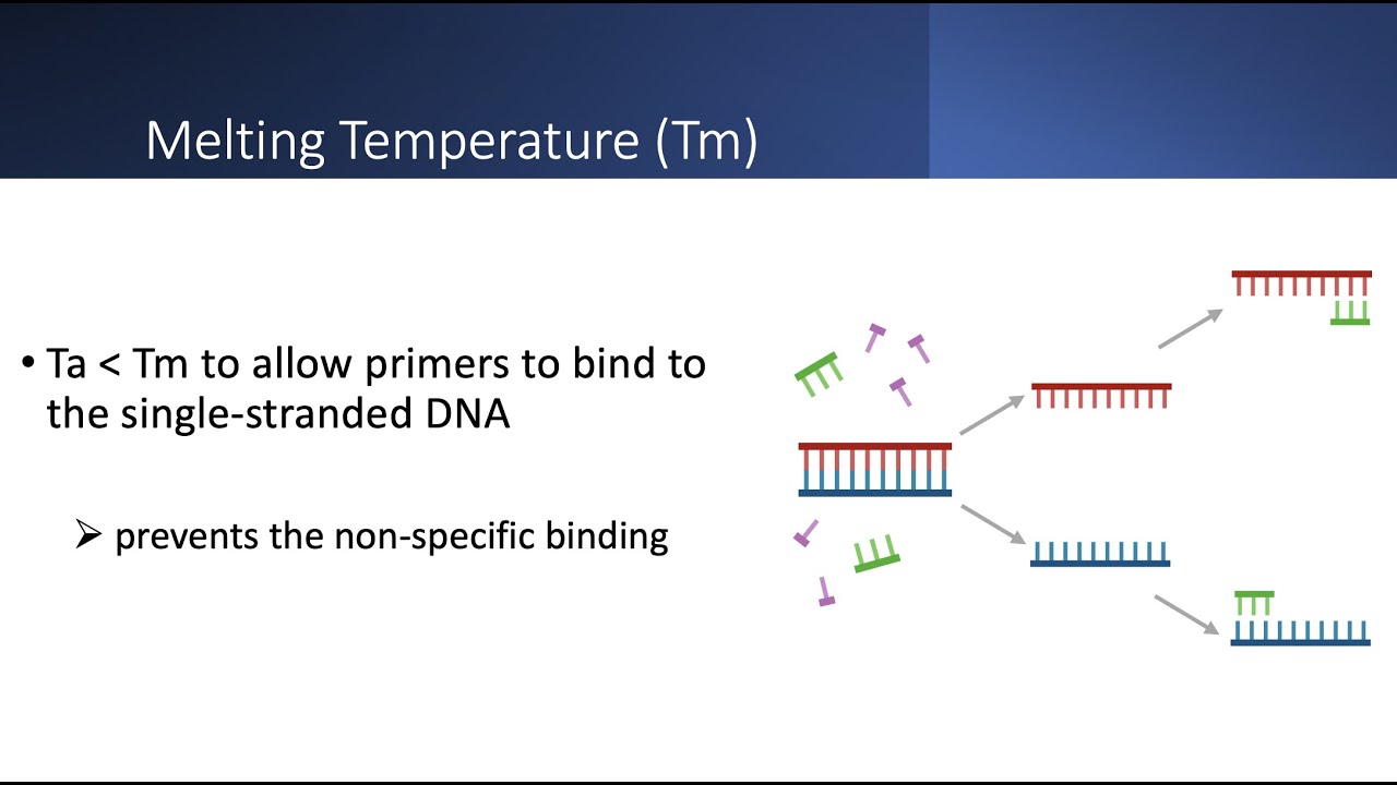 Touchdown PCR | Principle and it's use