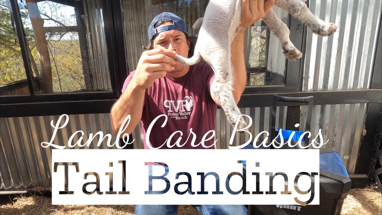 How to Band a Sheep’s Tail // Lamb Tail Docking