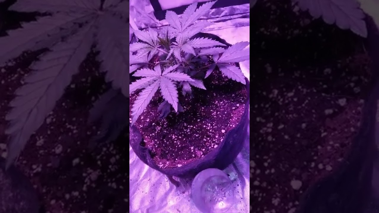 AK-47 Autoflower 2 weeks old