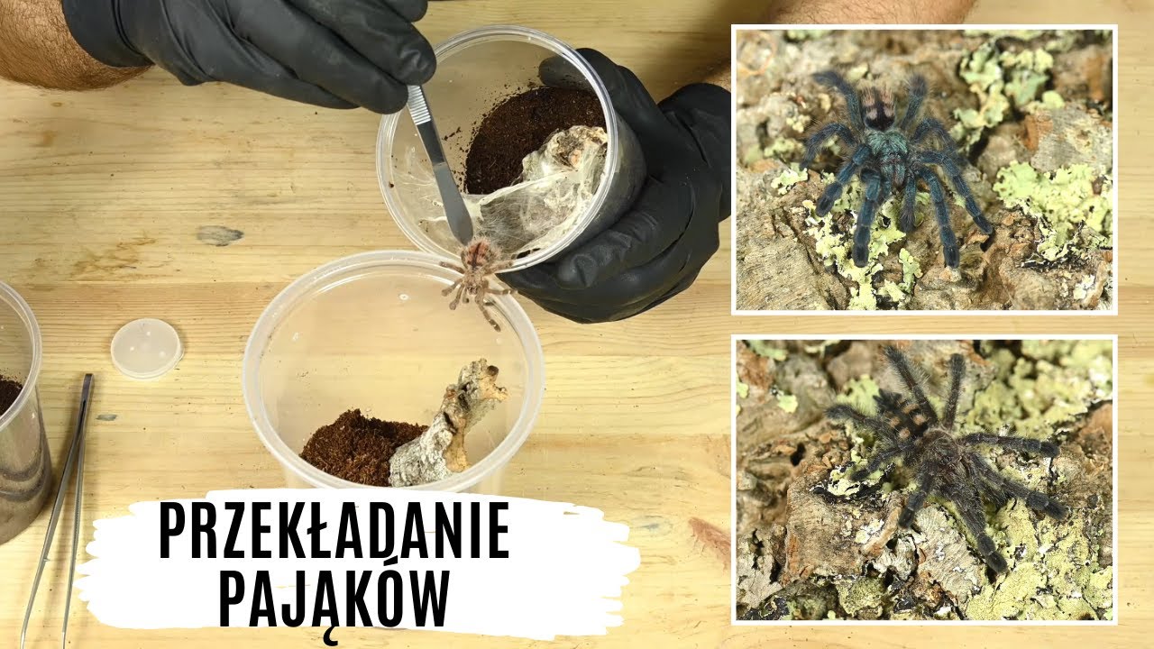Jak przekładać ptaszniki? Nowe pudełka dla Aviculariinae | arent.pl