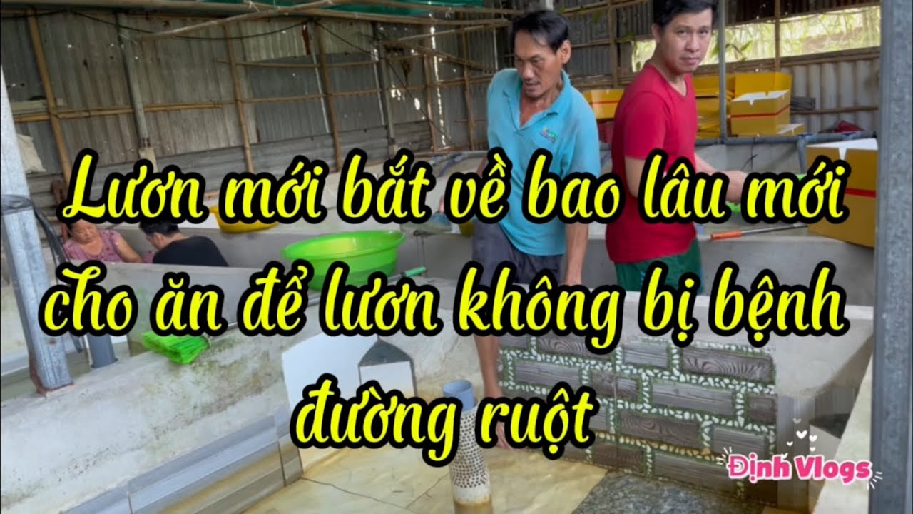 Lươn mới bắt về khi nào mới cho ăn để lươn không bị bệnh đường ruột 