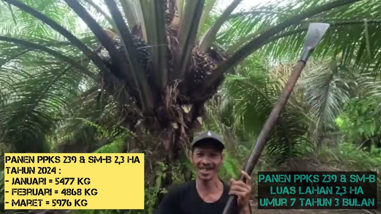Panen Sawit Ke-1 PPKS 239 & SM-B || 03 April 2024