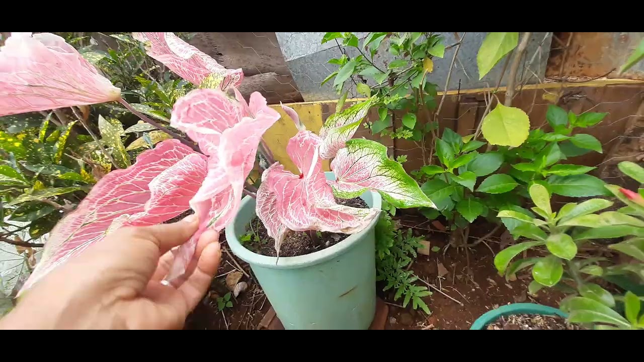 MOSTRANDO AS PLANTAS 