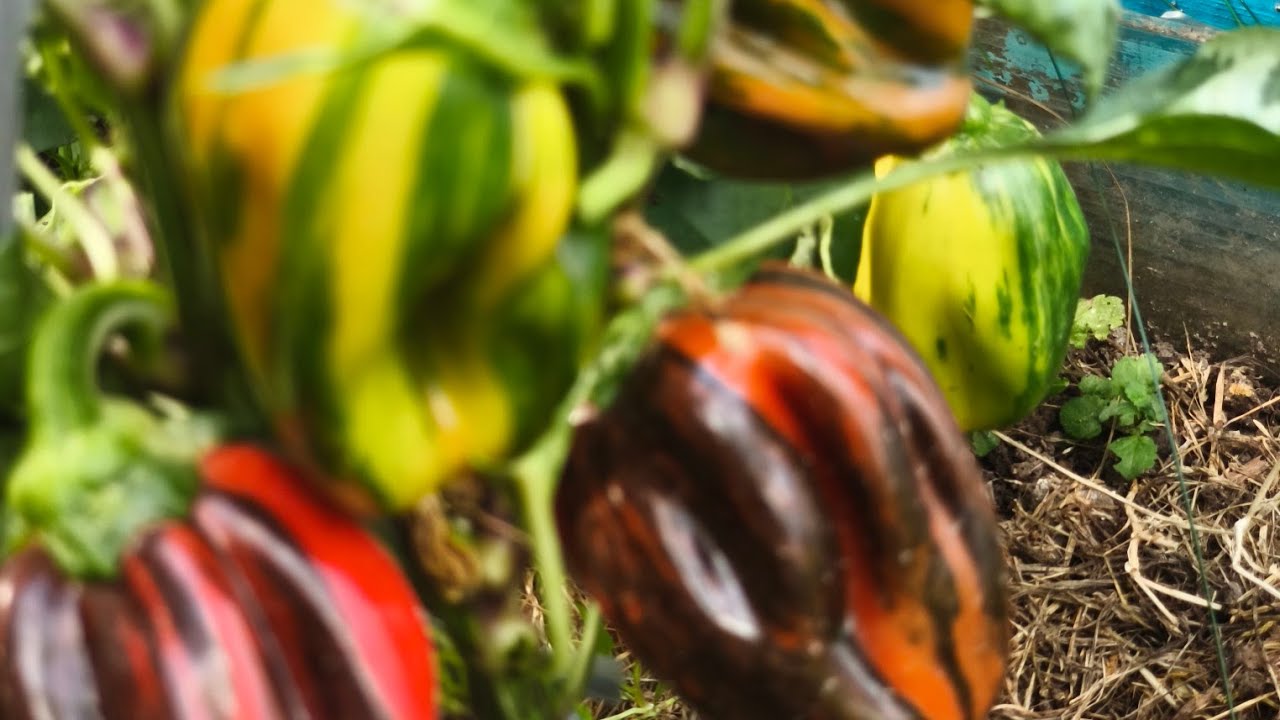 Перец сладкий сезона 2025 ещё раз 🌶️