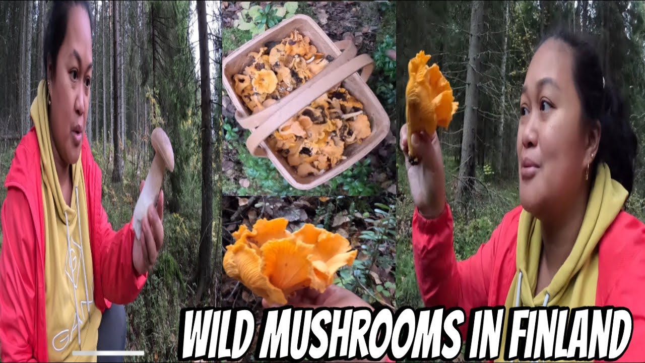 PICKING MUSHROOMS IN THE WILD. CHANTARELLES AND PORCINI | THE LINDEMANS