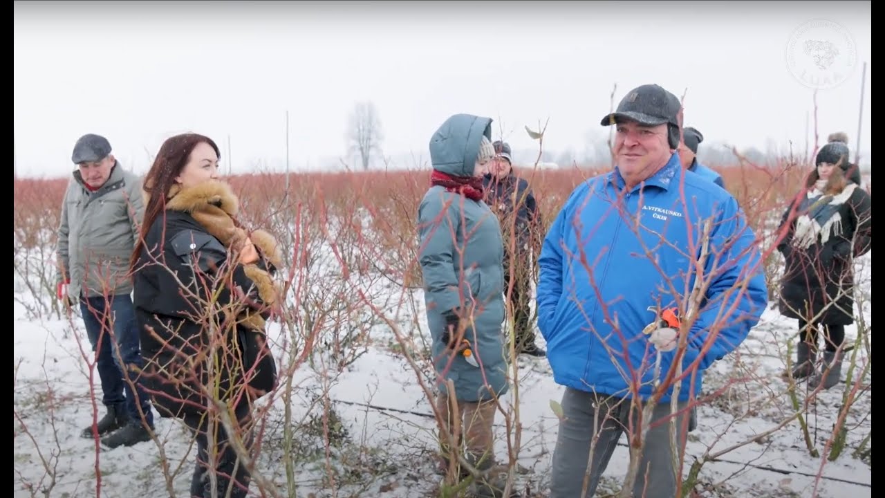 PASIMATUOK ŪKĮ: darbai A. Vitkausko uogų ūkyje